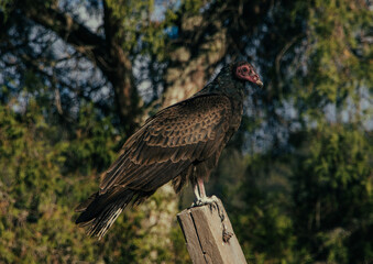 red tailed hawk