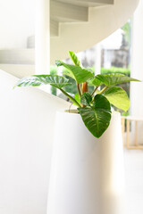 A large white pot with a green plant for decoration in building. Tropical palm leaves Monstera in the white pot put on the floor in the white room.
