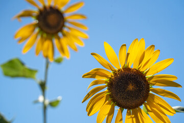 ヒマワリの花びらを通過する夏の強い日差し