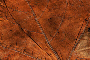 Oak tree leaf macro