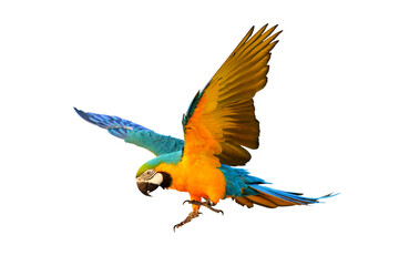 Colorful flying parrot isolated on transparent background png file