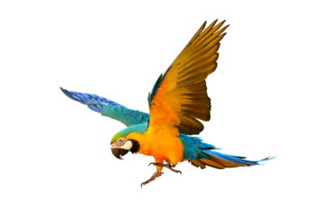 Colorful flying parrot isolated on transparent background png file