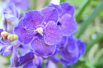 beautiful purple orchids in the garden