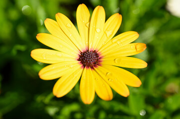 beautiful yellow gerbera flower in the garden
