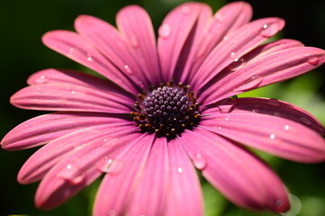 beautiful pink gerbera flower in the garden