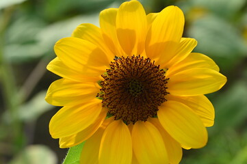 beautiful sunflower in the garden, closeup flower