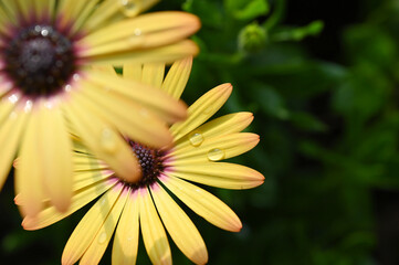 beautiful yellow gerbera flower in the garden