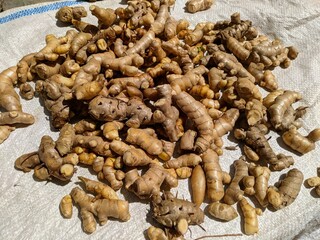 photo of fresh turmeric that has just been harvested and cleaned