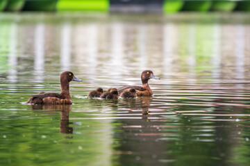 Tufted duck Family swims with their ducklings in green lake water.