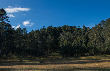 autumn in the forest