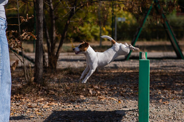 Jack Russell Terrier dog jumping over a wooden barrier in a dog playground. 