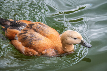 Ruddy Shelduck, or red duck, lat. Tadorna ferruginea, swimming on a lake.