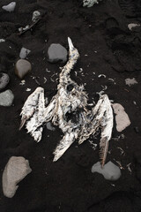 Dead Bird Body, Frozen Animal Corpse on Black Volcanic Sand Beach. Beautiful Tragedy, Brutality Wildlife Frame. The Concept of the Global Extinction of Animals. Iceland, Vatnajokull