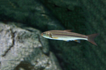 fish in aquarium