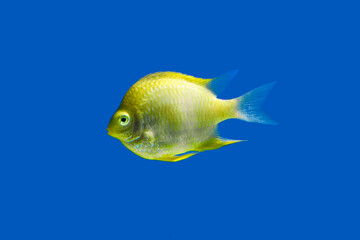 yellow tang fish
