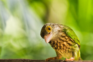 yellow and green African bird
