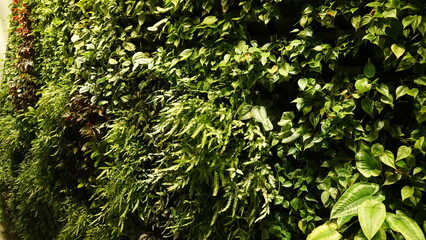 Plant & Leave