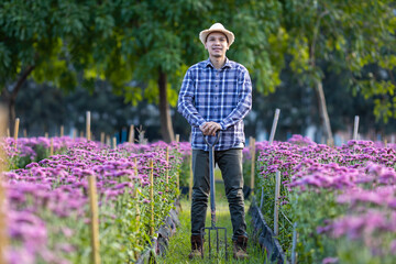 Asian gardener holding garden fork while working in purple chrysanthemum farm for cut flower business with copy space