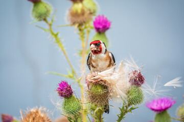 European goldfinch, feeding on the seeds of thistles. Carduelis carduelis.