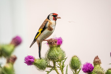 European goldfinch, feeding on the seeds of thistles. Carduelis carduelis.