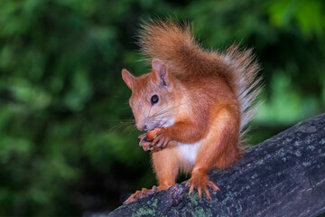 Naklejka na ściany i meble Young Squirrel sits on tree in summer. Eurasian red squirrel, Sciurus vulgaris.