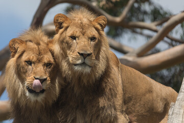 Fototapeta na wymiar Male lions (Panthera Leo).