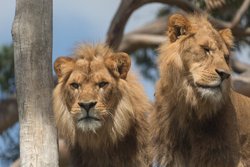 Male lions (Panthera Leo).