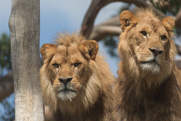 Fototapeta premium Male lions (Panthera Leo).
