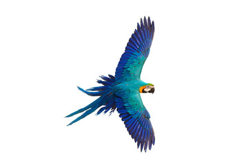 Colorful flying parrot isolated on transparent background.	