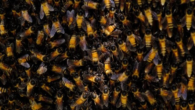 This is a collection of honey bees that are producing honey