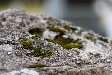 lichen on stone