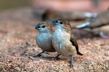 Indian silverbill or white-throated munia observed in Hampi