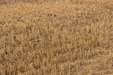 Wheat stubble field or crop residue on agricultural farming field.