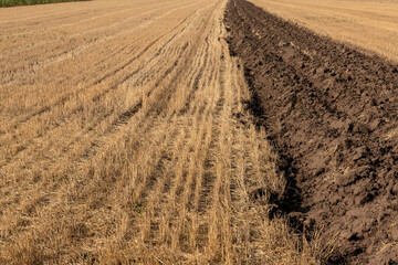 Wheat stubble field or crop residue on agricultural farming field.