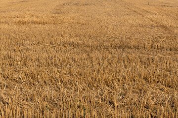 Wheat stubble field or crop residue on agricultural farming field.