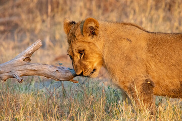 Fototapeta na wymiar Young lion chews on a dead branch 