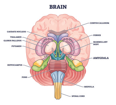 Amygdala brain part location with medical human head anatomy outline diagram. Labeled educational scheme with body physiology for memory, decision making and emotional response vector illustration.