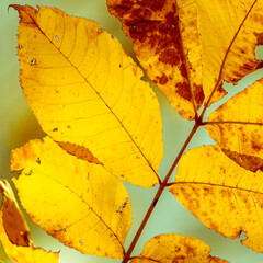 Yellow golden hickory leaves in late autumn fall backlit by the sun and selective focus with bokeh background