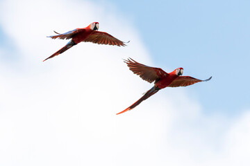 Pareja de guacamayas escarlatas en vuelo © LuisFelipe