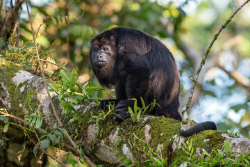Mirada de mono aullador
