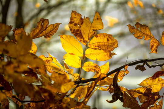 Yellow golden hickory leaves in late autumn fall backlit by the sun and selective focus with bokeh background