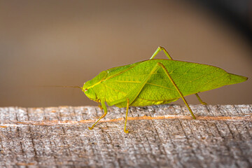 katydids bugs or insects   Tettigoniidae family also known as bush crickets. long-horned grasshoppers.  large green bug stilling on weathered wood.  Macro with selective focus and bokeh background. 