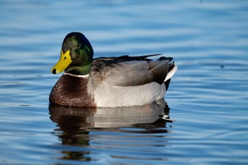 duck on water