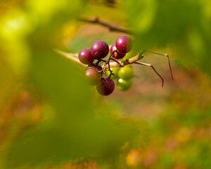 muscat grapes on the vine with a smooth green bokeh background.  mature and immature purple and green grapes.  Harvest at the vineyard.