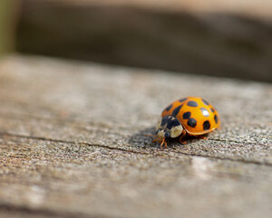 Lady bug.  Multicolored Asian lady beetles macro with selective bokeh sitting on weathered finished wood picnic table.  Insect 
