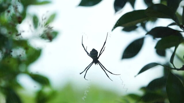 Selective focus. Blurred silhouette of a spider in a web on a blurred natural green background.
