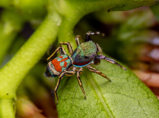 Jade jumping spider