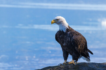 american bald eagle