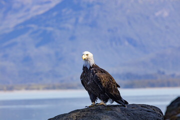 american bald eagle