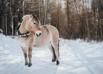 Fototapeta na wymiar Norwegian Fjord Horse